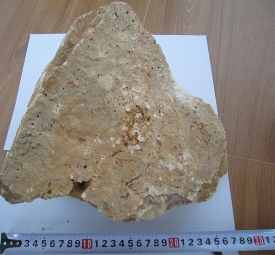 豆粒灰岩